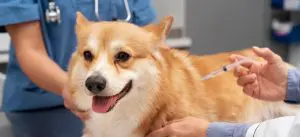 veterinario vacuna a perro