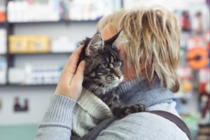 Consulta gato Nova Veterinaria Piera